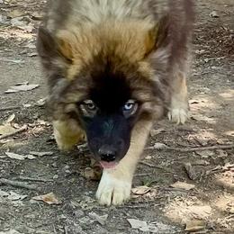 Playful - Agouti and white female Siberian Husky puppy in Tennessee from Heavenly Made Huskies and Poms