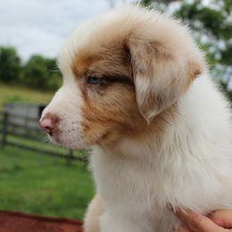 Australian Shepherds from Khaos Australian Shepherds