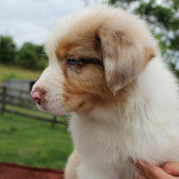 Australian Shepherds from Khaos Australian Shepherds