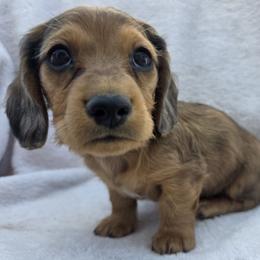 Biscuits - Red male Dachshund puppy in Golden Valley, Arizona from Greatest Journey Ranchette