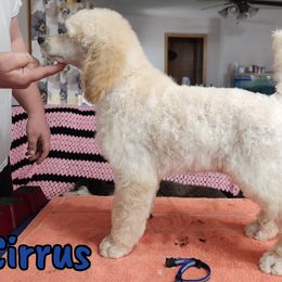 Cirrus - Cream Poodle puppy in Bishop, Texas from Mercury Standard Poodles
