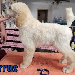 Cirrus - Cream Poodle puppy in Bishop, Texas from Mercury Standard Poodles