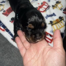 Cocker Spaniel puppies from Flud Farm Cocker Spaniels