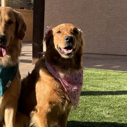 Golden Retrievers from West Valley Goldens