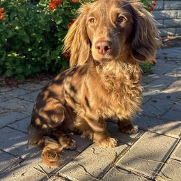 Theordore Bear - Dachshund
