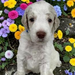 Finn - Cream male Poodle puppy in Prosperity, Pennsylvania from Stelladoodles & Company