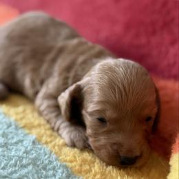 Oberon - Cream male Dachshund puppy in Salem, Oregon from Longdox Mini Dachshunds