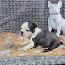 Rosalina - Blue female Boston Terrier puppy in Millers Creek, North Carolina from Tumbling Shoals Hilltop Bostons