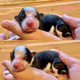 Daena - Black and white female Border Collie puppy in Santa Cruz, California from Von Guadachi German Shepherds & Audacity Border Collies