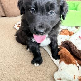 Bear - Black & white male Miniature Australian Shepherd puppy in Cumberland, Wisconsin from Homestead Doxies & Shepherds LLC