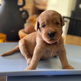 Doc- Orange - Apricot male Goldendoodle puppy in Bay City, Texas from Charming Doods Goldendoodles
