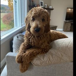 Bernedoodle and Goldendoodle All Grown Up from Kimberlee’s Kennels