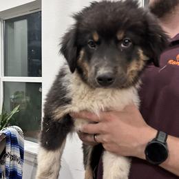 Delphinium - Black tri-color male Australian Shepherd puppy in Tyler, Texas from In the Piney Woods ETX