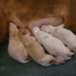 Cavapoo, Maltipoo, and Shihpoo Puppies from Cuddable Pups