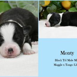 Monty - Black & white male Australian Shepherd puppy in Ranger, Texas from Outback Mini Aussies