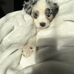 Miniature Australian Shepherd Puppies from Amberwood DD Aussies