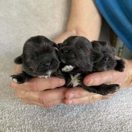 Blue girl 3 - Blue female Shih Tzu puppy in Newark, Ohio from Gemini Kennels