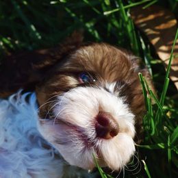 Australian Labradoodle Puppies from Australian Heritage Labradoodles