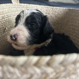 Boy 4 - Black and white male Bernedoodle puppy in Riverside, California from Wimbledon Bernedoodles