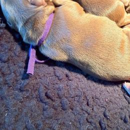 Purple collar Isabella - Liver female French Bulldog puppy in Jefferson City, Missouri from Central Frenchie Haven