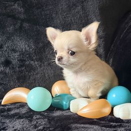 Bean - Cream male Chihuahua puppy in Allentown, Pennsylvania from Tsunami Cockers & Chihuahuas