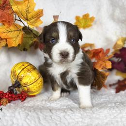 Maple (yellow) - Red tri-color female Australian Shepherd puppy in Falmouth, Kentucky from Queen City Farm