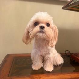 Melina - Cream and white female Shih Tzu puppy in Burlington, North Carolina from Nancy’s Lil’Shih Tzus