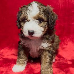 Opal - Tri-color female Bernedoodle puppy in Bradenton, Florida from Peanut Butter Doodles