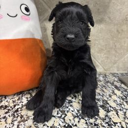 Purple - Black female Giant Schnauzer puppy in Pearland, Texas from K & S Schnauzers