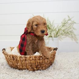 Kovu - Red Collar - Apricot male Goldendoodle puppy in Arlington, Washington from Anderson Goldendoodles