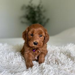 Ember - Red  female Goldendoodle puppy in Southeast Arcadia, Florida from Desoto Doodles