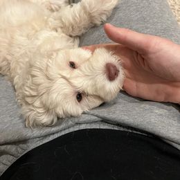 Goldendoodle Puppies from Simmons Goldendoodles