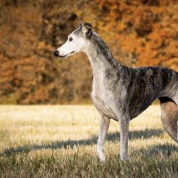 Salukis and Whippets from Aeolus Salukis & Whippets