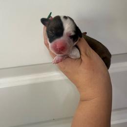 Rumi- AKC fluffy female - White and red female Pembroke Welsh Corgi puppy in Red Bluff, California from Wilder Ranch Corgis