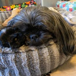 Shih Tzu All Grown Up from Sunshine Shih Tzus