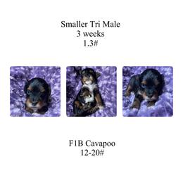 Brown-smaller Tri color - Tri-color male Cavapoo puppy in Clarksville, Iowa from Iowa Heartland Doodles