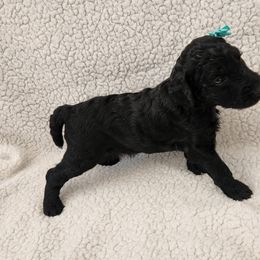 Poodle Puppies from Karla Skow