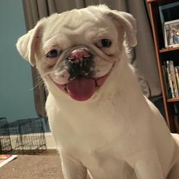 Hope - Pug