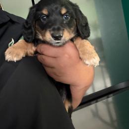 Maui - Black and tan male Dachshund puppy in Tampa, Florida from M&M Pups