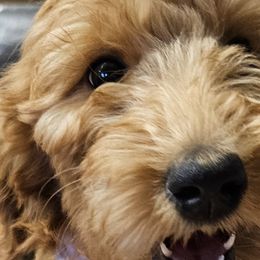 Girl 3 pink - Red  Goldendoodle puppy in Schertz, Texas from Kat's Teddydoodles