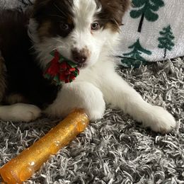 Australian Shepherd Puppies from Queen City Farm