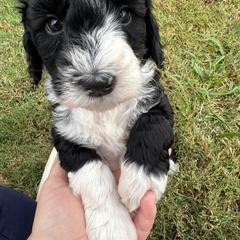 Penny - female Australian Mountain Doodle puppy in Claremont, North Carolina from Magnolia Grove Farms