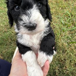Penny - female Australian Mountain Doodle puppy in Claremont, North Carolina from Magnolia Grove Farms