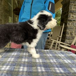 Bearded Collie and Border Collie Puppies from Beloved Bearded & Border Collies