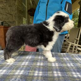 Bearded Collie and Border Collie Puppies from Beloved Bearded & Border Collies