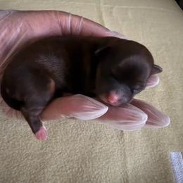 Girl 1 - Black gold and white female Shorkie puppy in Florida from Shih tzus and Shorkies Galore