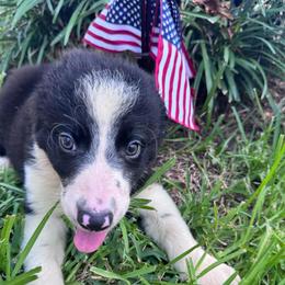Yoda - Black and white male Border Collie puppy in Winnsboro, Texas from Pecan Grove Pups