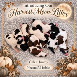 Oakley - Parti male Poodle puppy in Belgrade, Maine from Mere Point Poodles