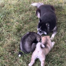 Siberian Husky Puppies from WILLIAM HUNDLEY