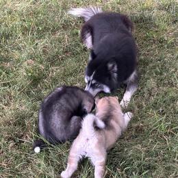 Siberian Husky Puppies from WILLIAM HUNDLEY